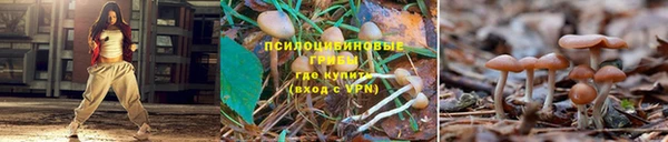 шишки Белокуриха