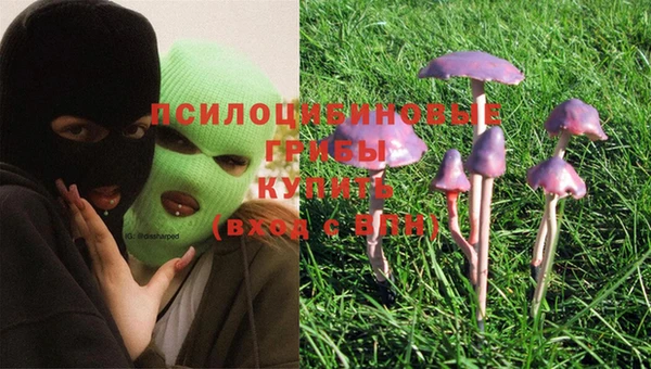 шишки Белокуриха